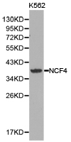 Western blot of extracts of K562 cell lines, using NCF4 antibody.