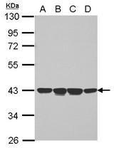 Sample (30 ug of whole cell lysate) A: Jurkat B: Raji C: K562 D: THP-1 10% SDS PAGE NCF4 antibody diluted at 1:1000