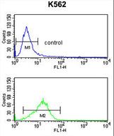 NCF4 Antibody flow cytometry of K562 cells (bottom histogram) compared to a negative control cell (top histogram). FITC-conjugated goat-anti-rabbit secondary antibodies were used for the analysis.