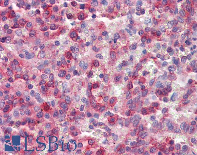 Anti-NCF4 antibody IHC of human spleen. Immunohistochemistry of formalin-fixed, paraffin-embedded tissue after heat-induced antigen retrieval. Antibody LS-B3604 concentration 2.5 ug/ml.