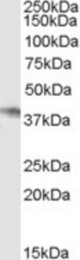 Antibody (0.5 ug/ml) staining of Daudi cell lysate (35 ug protein in RIPA buffer). Primary incubation was 1 hour. Detected by chemiluminescence.