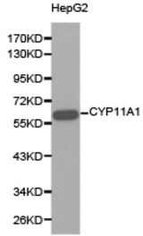 Western blot of extracts of HepG2 cell lines, using CYP11A1 antibody.