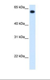 Fetal liver cell lysate. Antibody concentration: 1.25 ug/ml. Gel concentration: 12%.