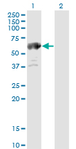 Western blot of ALDH4A1 expression in transfected 293T cell line by ALDH4A1 monoclonal antibody (M01), clone 1A12-A5.