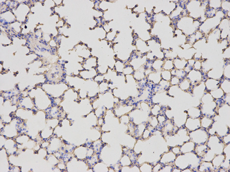 Immunohistochemistry of paraffin-embedded mouse lung using ALDH4A1 antibody at dilution of 1:200 (200x lens).