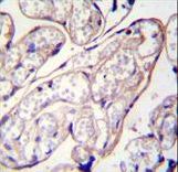 PYCR2 Antibody immunohistochemistry of formalin-fixed and paraffin-embedded human placenta tissue followed by peroxidase-conjugated secondary antibody and DAB staining.