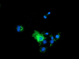 Anti-PYCR2 mouse monoclonal antibody immunofluorescent staining of COS7 cells transiently transfected by pCMV6-ENTRY PYCR2.