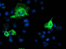 Anti-PYCR2 mouse monoclonal antibody immunofluorescent staining of COS7 cells transiently transfected by pCMV6-ENTRY PYCR2.