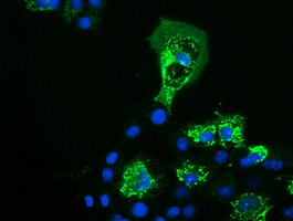 Anti-PYCR2 mouse monoclonal antibody immunofluorescent staining of COS7 cells transiently transfected by pCMV6-ENTRY PYCR2.