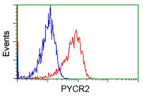 Flow cytometry of Jurkat cells, using anti-PYCR2 antibody, (Red), compared to a nonspecific negative control antibody, (Blue).