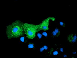 Anti-PYCR2 mouse monoclonal antibody immunofluorescent staining of COS7 cells transiently transfected by pCMV6-ENTRY PYCR2.