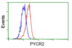 Flow cytometry of HeLa cells, using anti-PYCR2 antibody, (Red), compared to a nonspecific negative control antibody, (Blue).