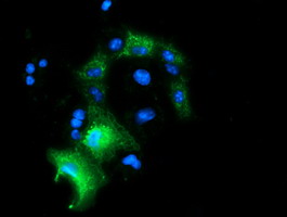 Anti-PYCR2 mouse monoclonal antibody immunofluorescent staining of COS7 cells transiently transfected by pCMV6-ENTRY PYCR2.