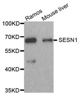 Western blot analysis of extracts of various cell lines, using SESN1 antibody.
