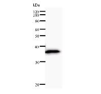 Western blot analysis of immunized recombinant protein, using anti-PA2G4 monoclonal antibody.