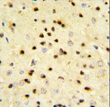 EBP1 Antibody IHC of formalin-fixed and paraffin-embedded mouse brain tissue followed by peroxidase-conjugated secondary antibody and DAB staining.