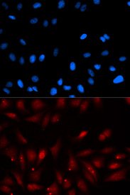Immunofluorescence analysis of U20S cell using PA2G4 antibody. Blue: DAPI for nuclear staining.