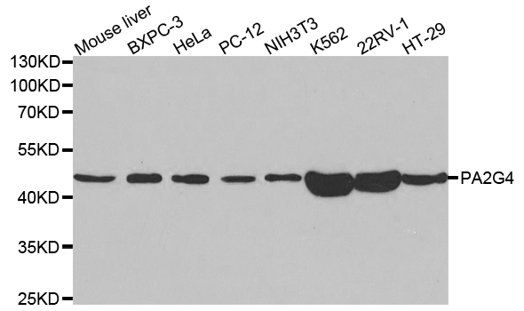 Western blot analysis of extracts of various cell lines, using PA2G4 antibody.