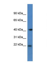 PA2G4 / EBP1 antibody LS-C145237 Western blot of Mouse Brain lysate. Antibody concentration 1 ug/ml.
