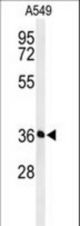 Western blot of PAAF1 Antibody in A549 cell line lysates (35 ug/lane). PAAF1 (arrow) was detected using the purified antibody.