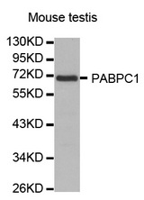 Western blot analysis of extracts of Mouse testis, using PABPC1 antibody.