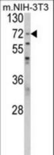 Western blot of PABPC1 Antibody in NIH-3T3 cell line lysates (35 ug/lane). PABPC1 (arrow) was detected using the purified antibody.