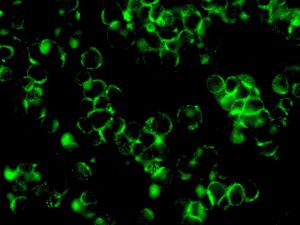 Immunofluorescent staining of Jurkat cells using anti-PABPC3 antibody.