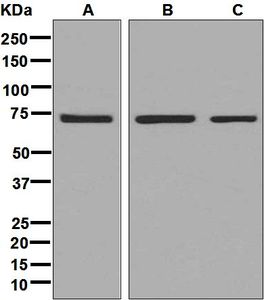 Western blot analysis on (A) Jurkat, (B) mouse testis, and (C) rat testis lysates using anti-PABPC3 antibody.