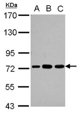 Sample (30 ug of whole cell lysate) A: Jurkat B: Raji C: K562 7.5% SDS PAGE PABPC3 antibody diluted at 1:1000
