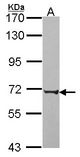 Sample (30 ug of whole cell lysate). A: JurKat. 7.5% SDS PAGE. PABPC3 antibody diluted at 1:1000.
