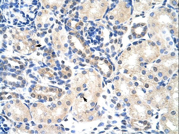 PABPC4 antibody LS-C31358 was used in IHC to stain formalin-fixed, paraffin-embedded human kidney.