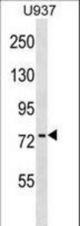 PABPC4 Antibody western blot of U937 cell line lysates (35 ug/lane). The PABPC4 antibody detected the PABPC4 protein (arrow).