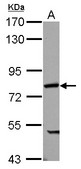 Sample (30 ug of whole cell lysate) A: 293T 7.5% SDS PAGE PABPC4 antibody diluted at 1:1000