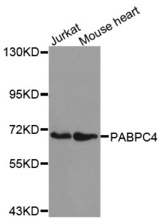 Western blot analysis of extracts of various cell lines, using PABPC4 antibody.