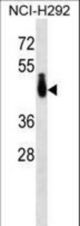PABPC4L Antibody western blot of NCI-H292 cell line lysates (35 ug/lane). The PABPC4L antibody detected the PABPC4L protein (arrow).