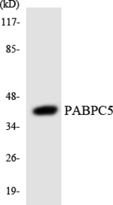 Western blot of the lysates from HeLa cells using PABPC5 antibody.