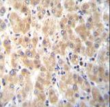 PABPN1L Antibody immunohistochemistry of formalin-fixed and paraffin-embedded human liver tissue followed by peroxidase-conjugated secondary antibody and DAB staining.