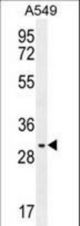 PABPN1L Antibody western blot of A549 cell line lysates (35 ug/lane). The PABPN1L antibody detected the PABPN1L protein (arrow).