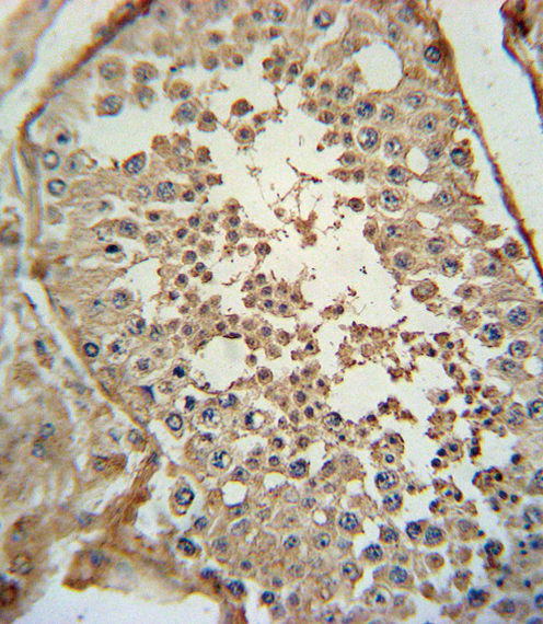 ADCYAP1 Antibody immunohistochemistry of formalin-fixed and paraffin-embedded human testis tissue followed by peroxidase-conjugated secondary antibody and DAB staining.