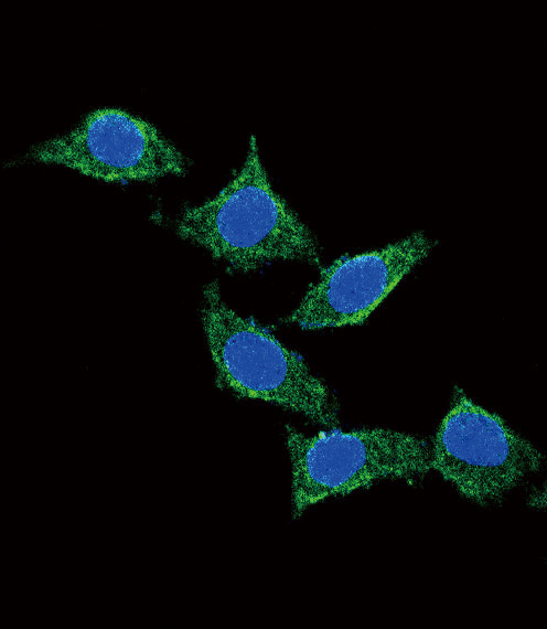 Confocal immunofluorescent of ADCYAP1 Antibody with 293 cell followed by Alexa Fluor 488-conjugated goat anti-rabbit lgG (green). DAPI was used to stain the cell nuclear (blue).