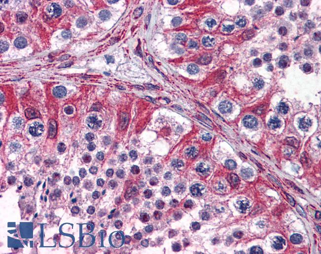 Anti-PACE4 antibody IHC of human testis. Immunohistochemistry of formalin-fixed, paraffin-embedded tissue after heat-induced antigen retrieval. Antibody LS-B4378 concentration 3.75 ug/ml.