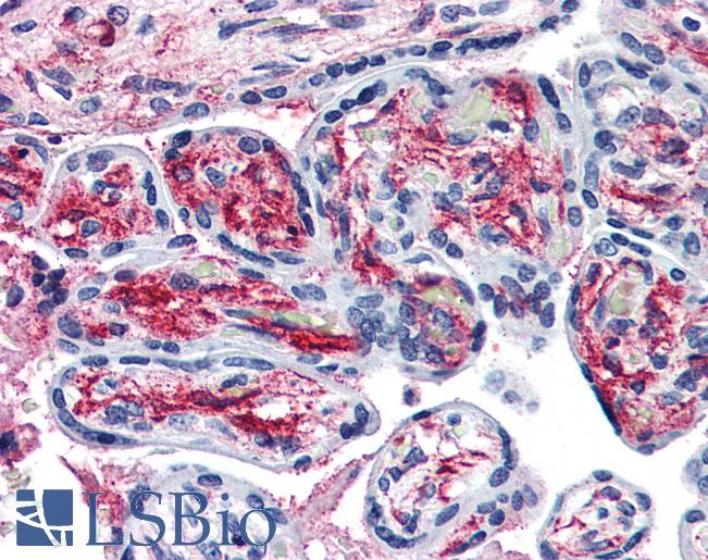 Anti-PACE4 antibody LS-A7952 IHC of human placenta. Immunohistochemistry of formalin-fixed, paraffin-embedded tissue after heat-induced antigen retrieval.