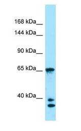 PACS1 antibody Western Blot of 293T.