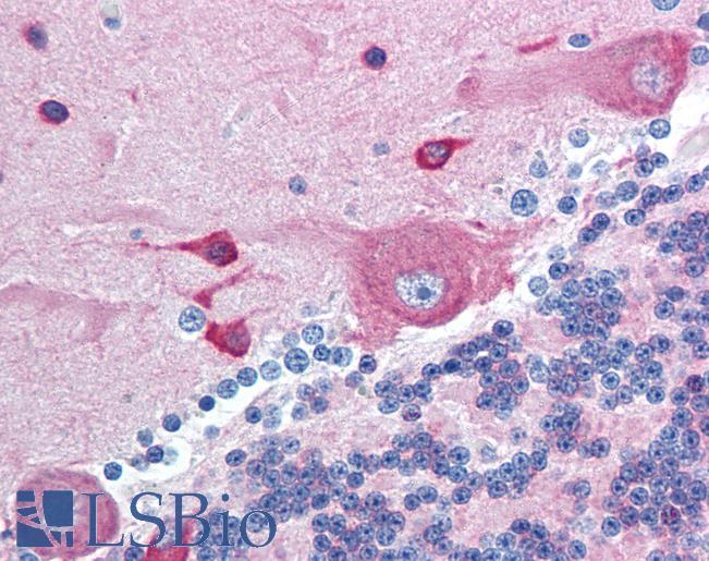 Anti-PACSIN2 antibody IHC of human brain, cerebellum. Immunohistochemistry of formalin-fixed, paraffin-embedded tissue after heat-induced antigen retrieval. Antibody LS-B1787 concentration 10 ug/ml.