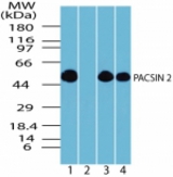 Western blot of PACSIN2 in human brain lysate in the 1) absence and 2) presence of immunizing peptide, 3) mouse brain lysate and 4) rat brain lysate using antibody at 0.05 ug/ml.