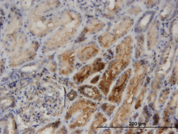 Immunoperoxidase of monoclonal antibody to PACSIN2 on formalin-fixed paraffin-embedded human kidney. [antibody concentration 3 ug/ml]