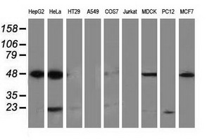 Western blot of extracts (35 ug) from 9 different cell lines by using anti-PACSIN3 monoclonal antibody (HepG2: human; HeLa: human; SVT2: mouse; A549: human; COS7: monkey; Jurkat: human; MDCK: canine; PC12: rat; MCF7: human).