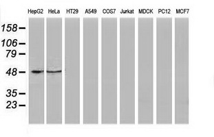 Western blot of extracts (35 ug) from 9 different cell lines by using anti-PACSIN3 monoclonal antibody.