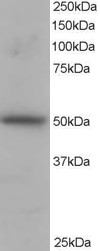 Antibody staining (1 ug/ml) of H460 lysate (RIPA buffer, 35 ug total protein per lane). Primary incubated for 1 hour. Detected by Western blot of chemiluminescence.