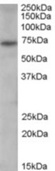 Antibody (0.3 ug/ml) staining of human spleen lysate (35 ug protein in RIPA buffer). Primary incubation was 1 hour. Detected by chemiluminescence.